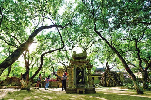 中國擁有十八項全球重要農業文化遺產 佳縣古棗園系統榜上有名 